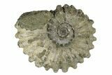 Bumpy Ammonite (Douvilleiceras) Fossil - Madagascar #247935-1